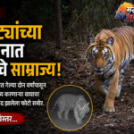 बीडमध्ये वाघाचा धडाका! आष्टीच्या जंगलात दोन वर्षांपासून गुप्त वास्तव्य, ट्रॅप कॅमेऱ्यात कैद