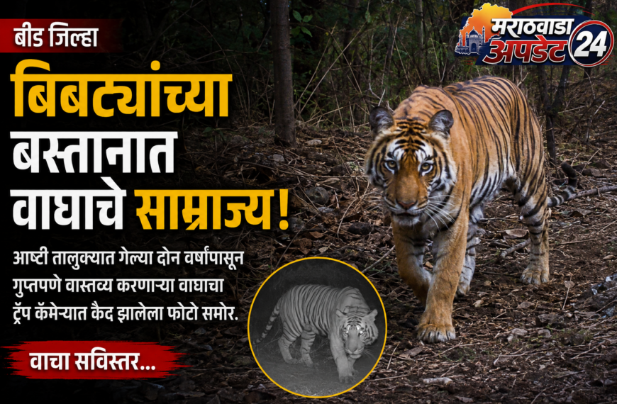 बीडमध्ये वाघाचा धडाका! आष्टीच्या जंगलात&hellip;