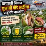 कपाशीतील गुलाबी बोंड अळीचा प्रादुर्भाव? जाणून घ्या स्वस्तातील प्रभावी जैविक उपाय