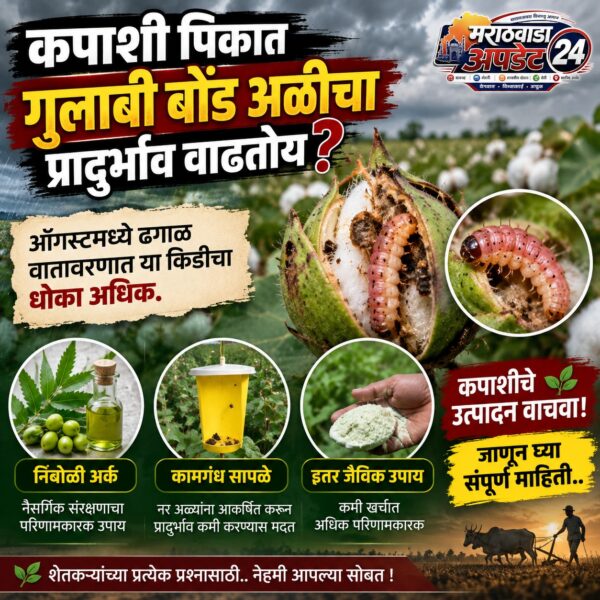 कपाशीतील गुलाबी बोंड अळीचा प्रादुर्भाव? जाणून घ्या स्वस्तातील…