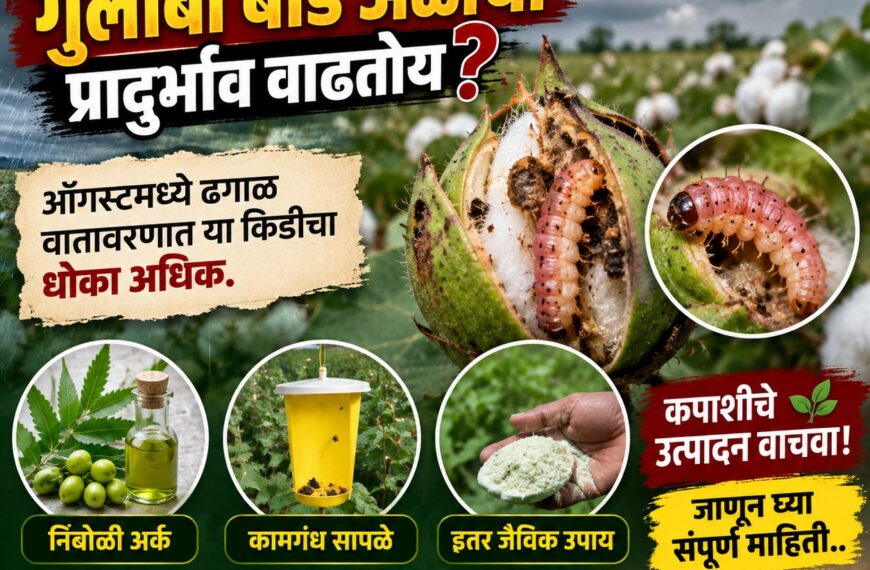 कपाशीतील गुलाबी बोंड अळीचा प्रादुर्भाव?…