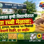 मराठवाडा कृषी विद्यापीठात उद्या रब्बी मेळावा; ज्वारी, हरभरा, गव्हासह १० पिकांची बियाणे विक्री, दर जाहीर