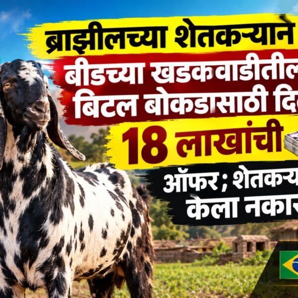 ब्राझीलच्या शेतकऱ्याने बीडच्या खडकवाडीतील बिटल बोकडासाठी दिली 18&hellip;