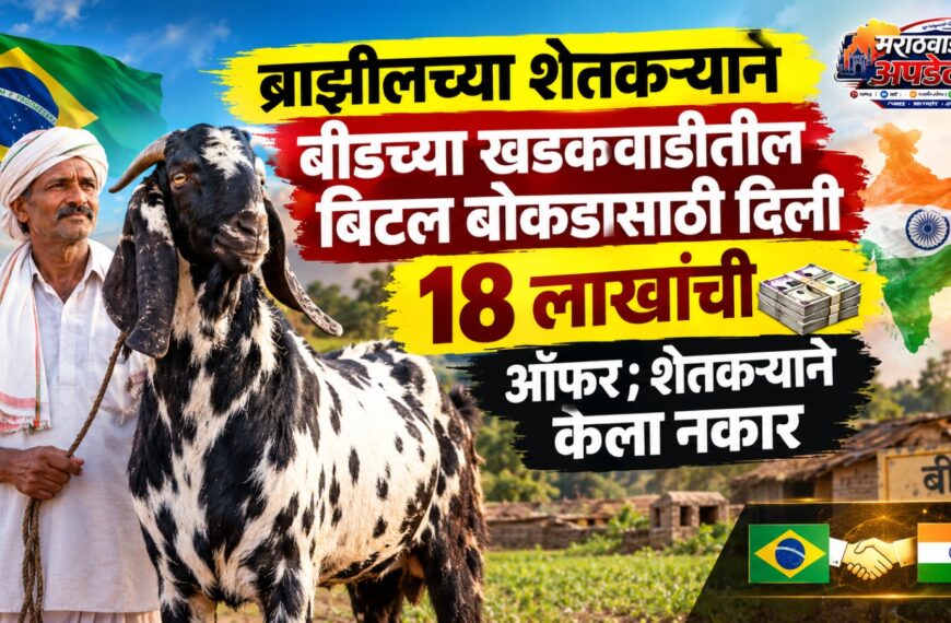 ब्राझीलच्या शेतकऱ्याने बीडच्या खडकवाडीतील बिटल बोकडासाठी दिली 18 लाखांची ऑफर; शेतकऱ्याने केला नकार